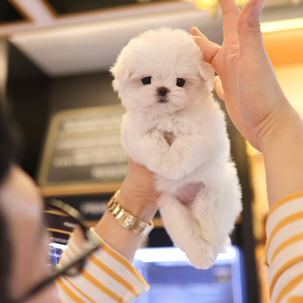 Maltese - Uni (Female)