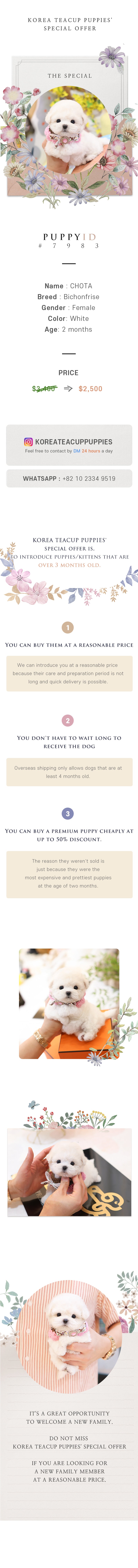 Bichonfrise - Chota (Female)
