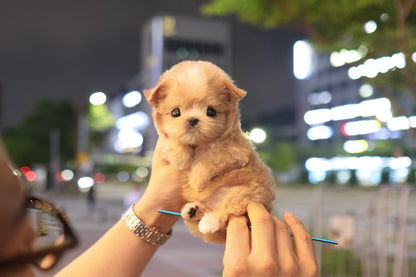 Maltipoo - Milri (Male)