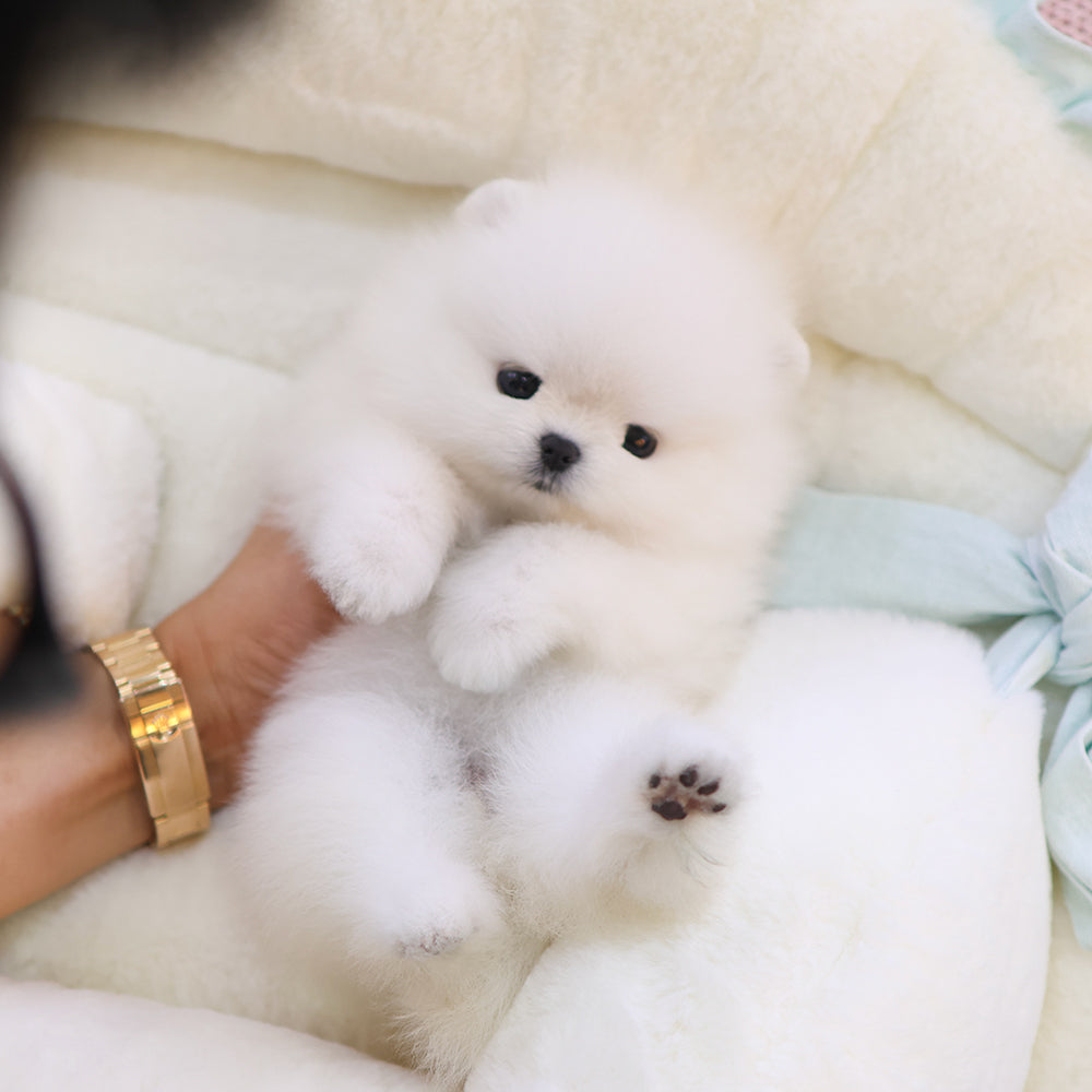 Pomeranian - Lumi (Female) $2800