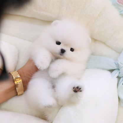 Pomeranian - Lumi (Female) $2800