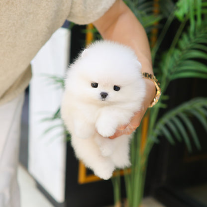 Pomeranian - Lumi (Female) $2800