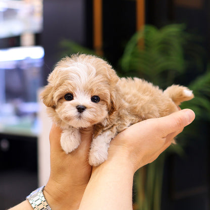 Maltipoo - Pika (Female)