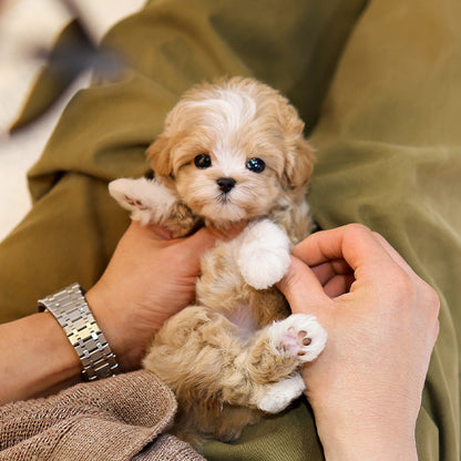 Maltipoo - Pika (Female)