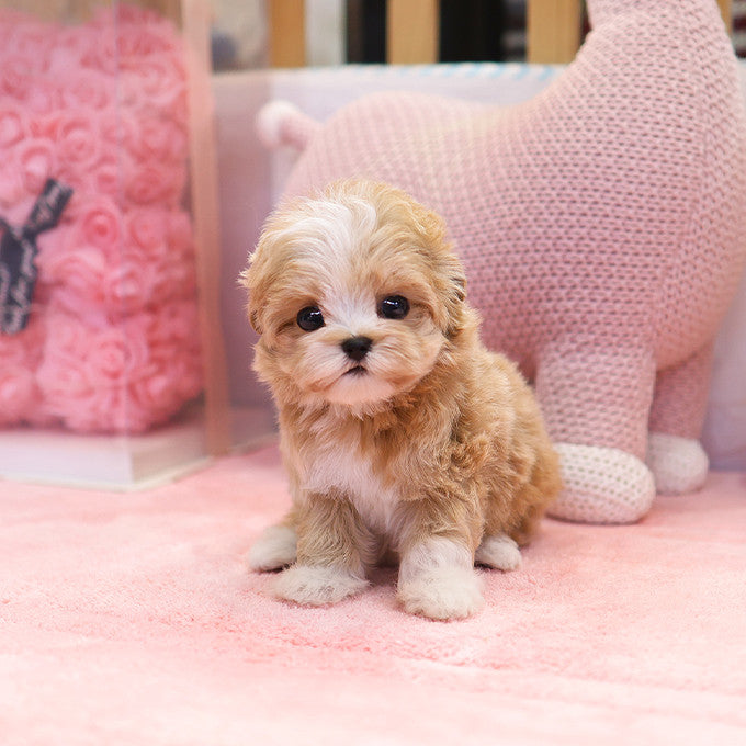 Maltipoo - Pika (Female)