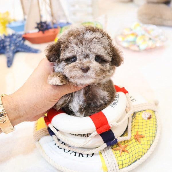 Poodle - Ppukku (Male)