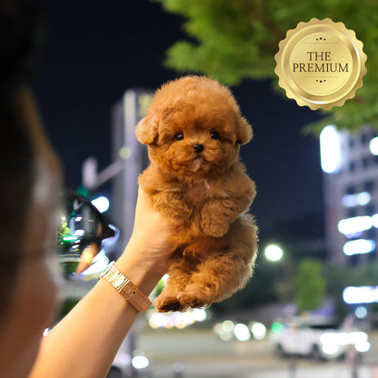 Poodle - Yeondubu (Male) $4800