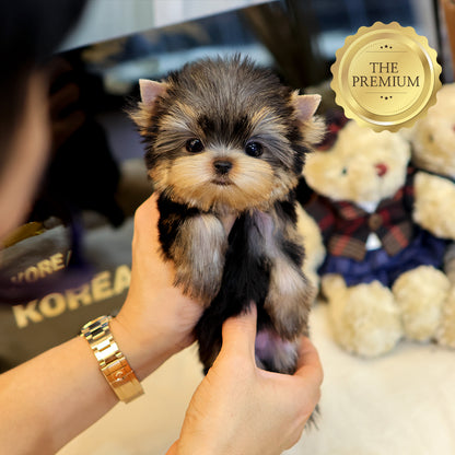 Yorkshire Terrier - Saida (Female) $5200