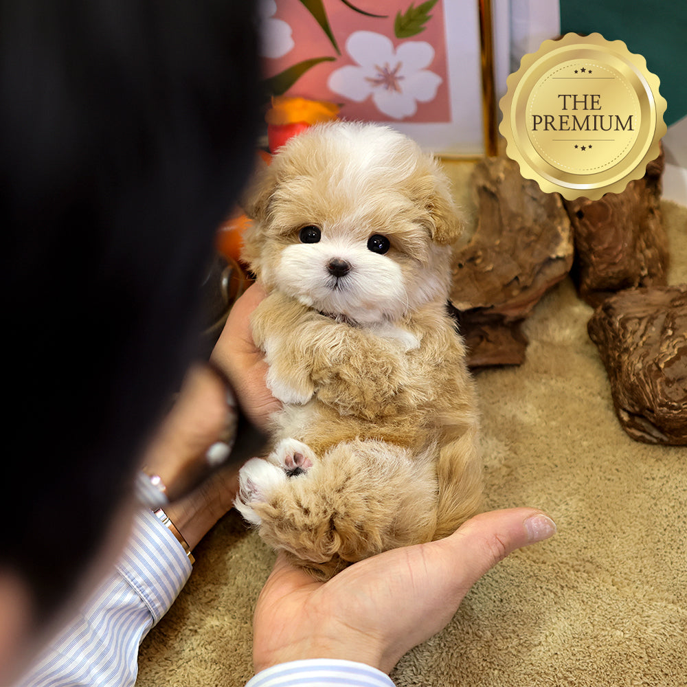 Maltipoo - Ria (Female) $4200