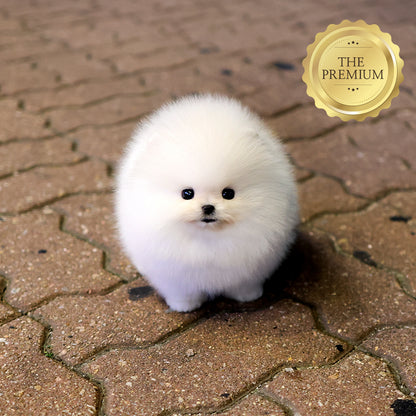 Pomeranian - Jjeopjjeop (Male) $5000