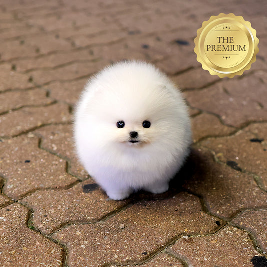 Pomeranian - Jjeopjjeop (Male) $5000