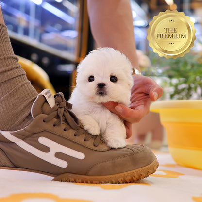 Maltese - Guun (Male) $4000