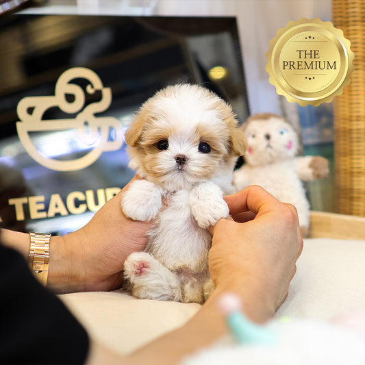 Maltipoo - Geti (Male) $4200