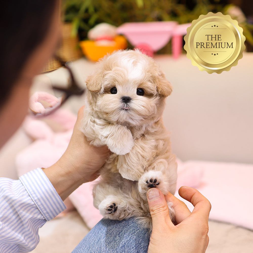 Maltipoo - Seoltang (Male) $4400