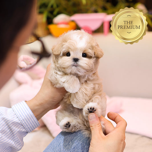 Maltipoo - Seoltang (Male) $4400