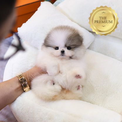 Pomeranian - Alla (Female) $5300