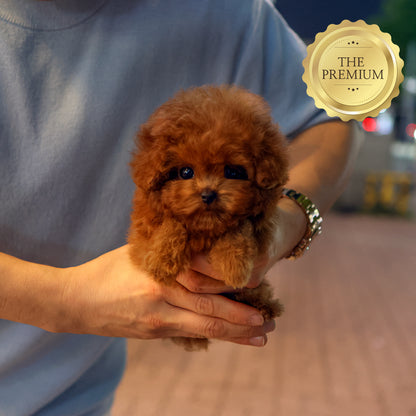 Poodle - Meongmul (Male) $4200