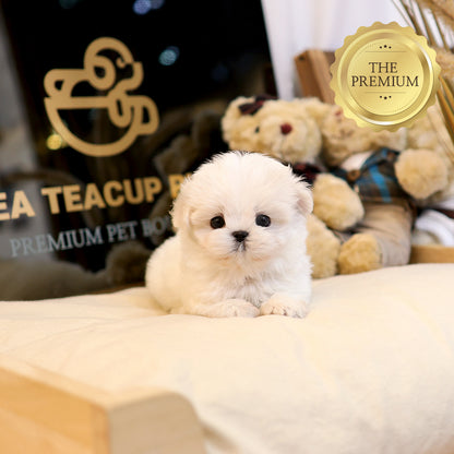 Maltese - Chorok (Female) $3800