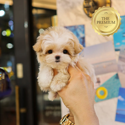 Maltipoo - Kolla (Female) $4300