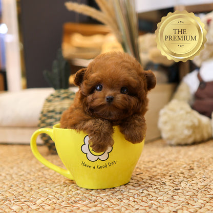 Poodle - Muji (Female) $6400