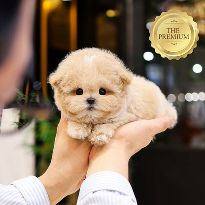 Poodle - Sogeum (Male) $5200