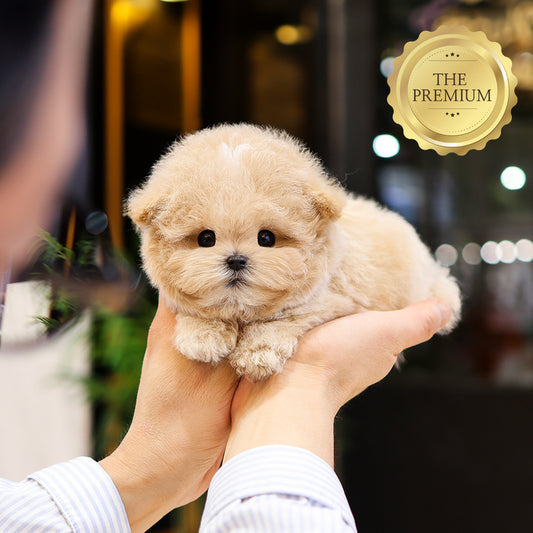 Poodle - Sogeum (Male) $5200