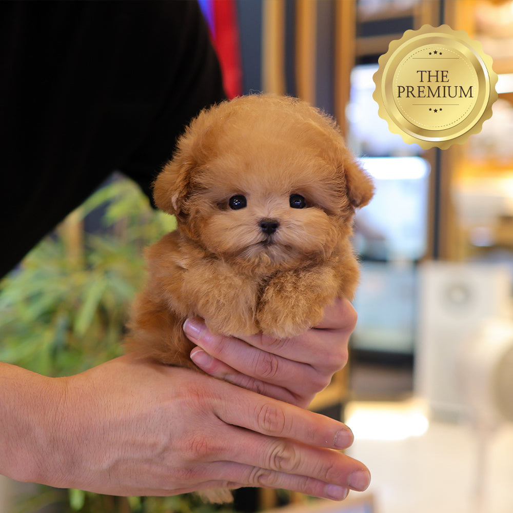 Poodle - Chamkkae (Male) $4400