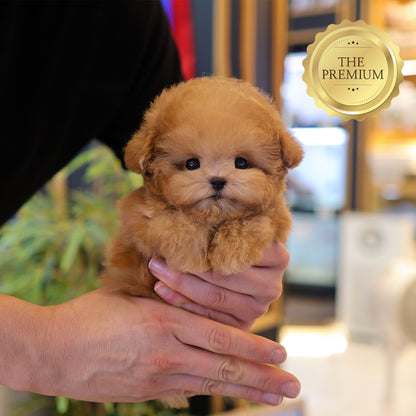Poodle - Chamkkae (Male) $4400