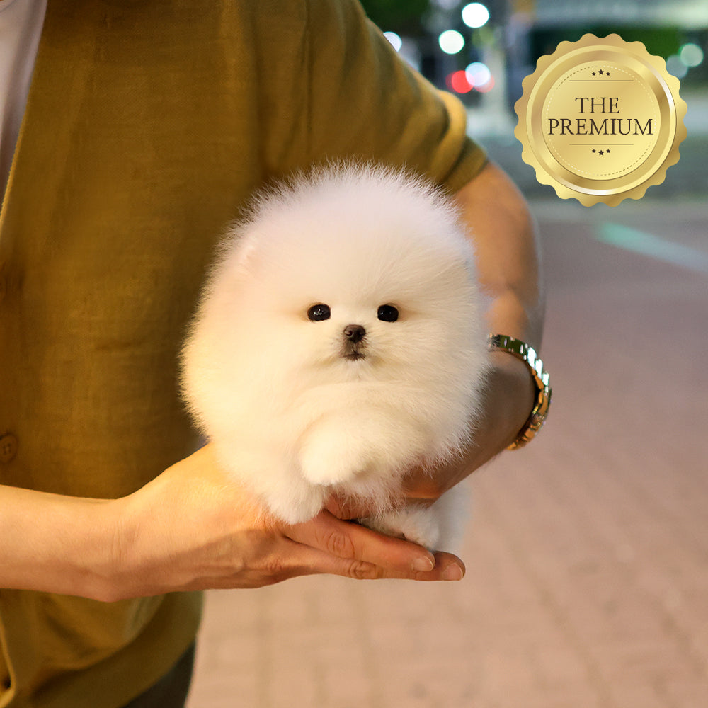 Pomeranian - Baegyang (Female) $5200