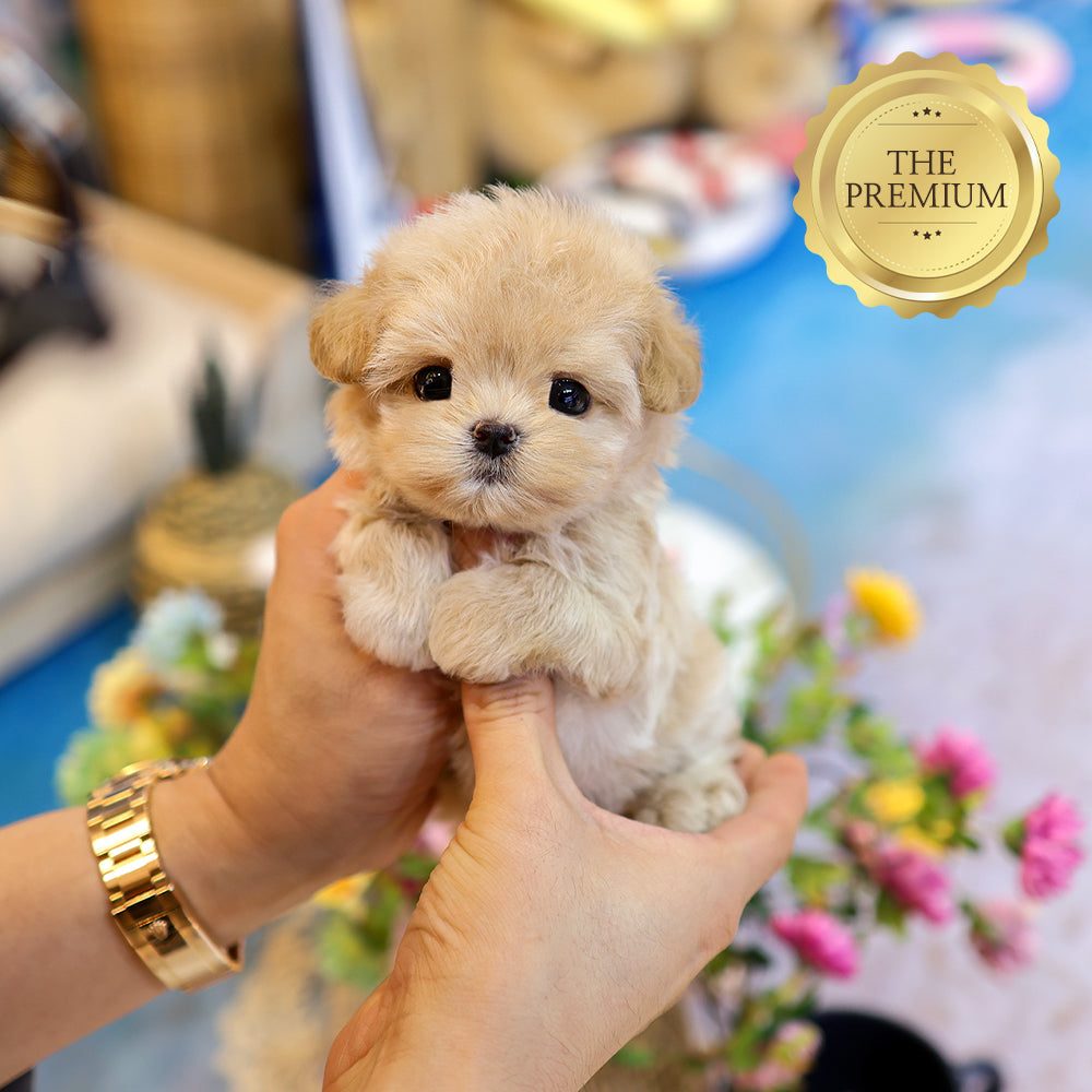 Maltipoo - Rapi (Female) $4000