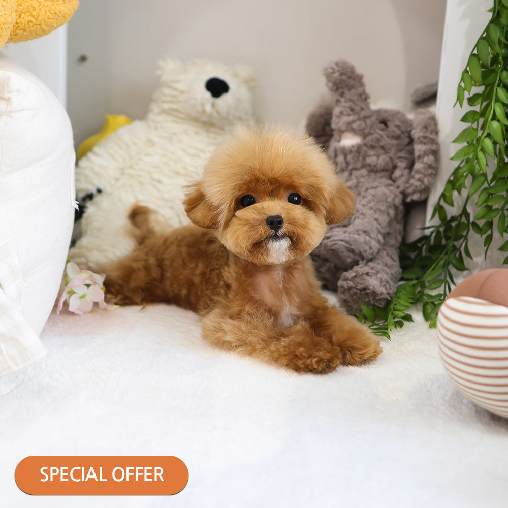 Poodle - Atti (Female) $3700