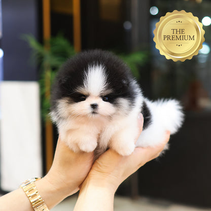 Pomeranian - Yamyam (Female) $4600