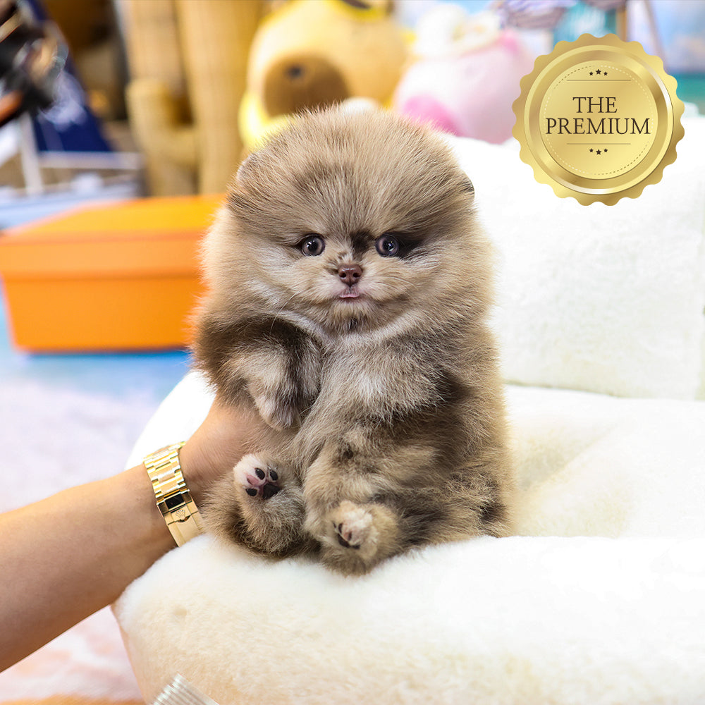 Pomeranian- Puki (Male) $5300