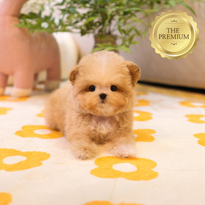 Poodle - Heoni (Male) $4200