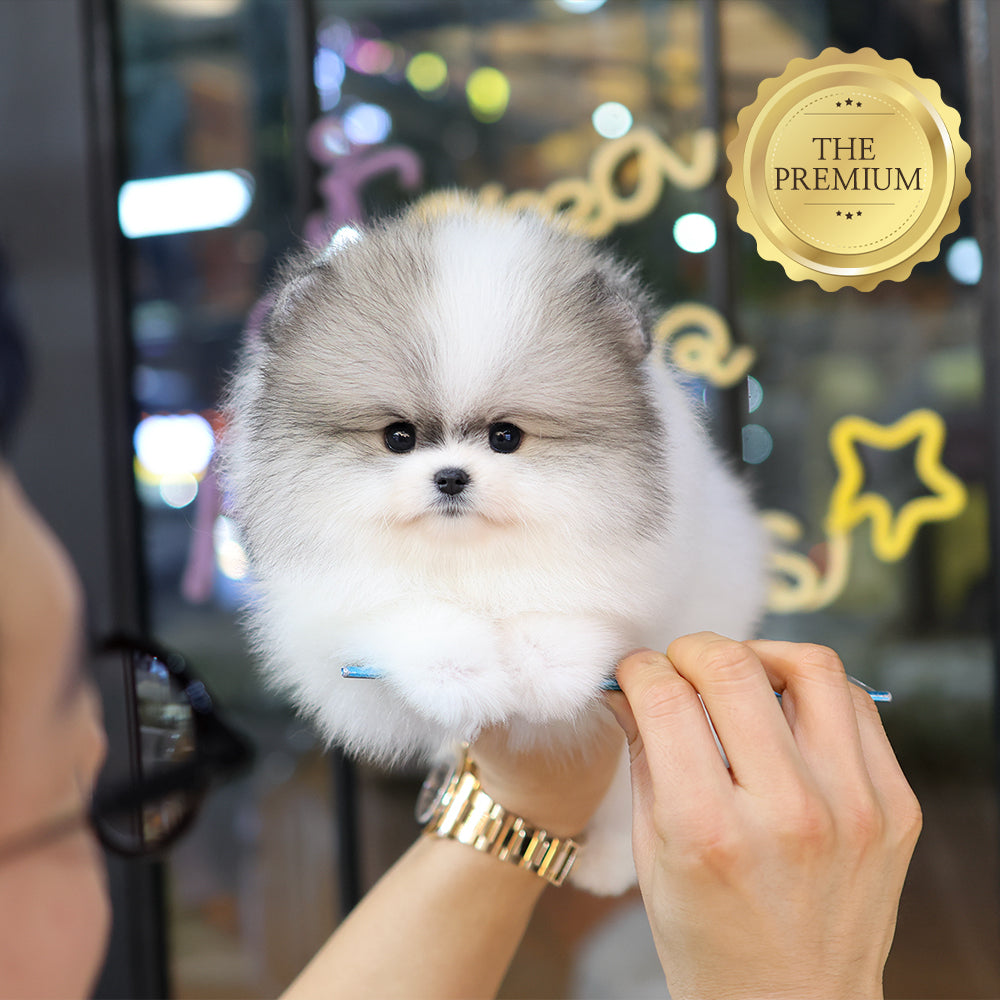 Pomeranian - Pudung (Male) $4500