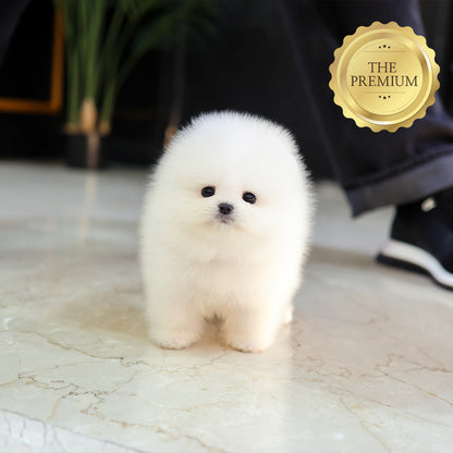Pomeranian - Ramyeon (Male) $5000
