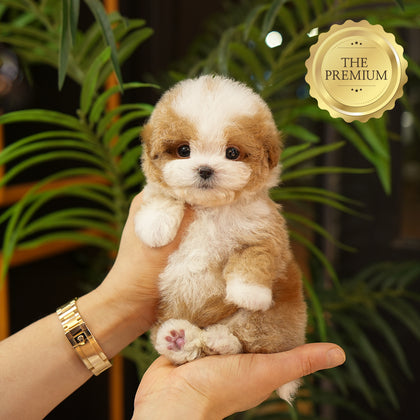 Maltipoo - Taro (Male) $5200