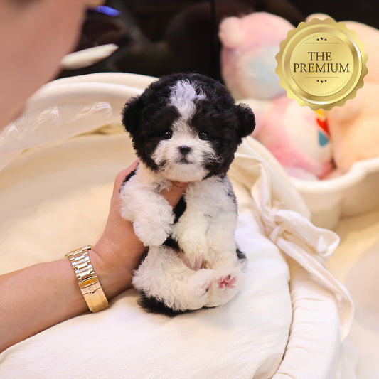 Poodle - Roko (Male) $5200