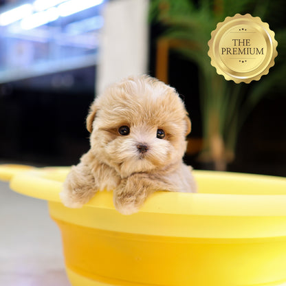 Maltipoo - Kirong (Female) $4200