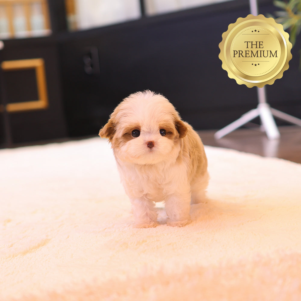 Maltipoo - Inhyeong (Female) $4500