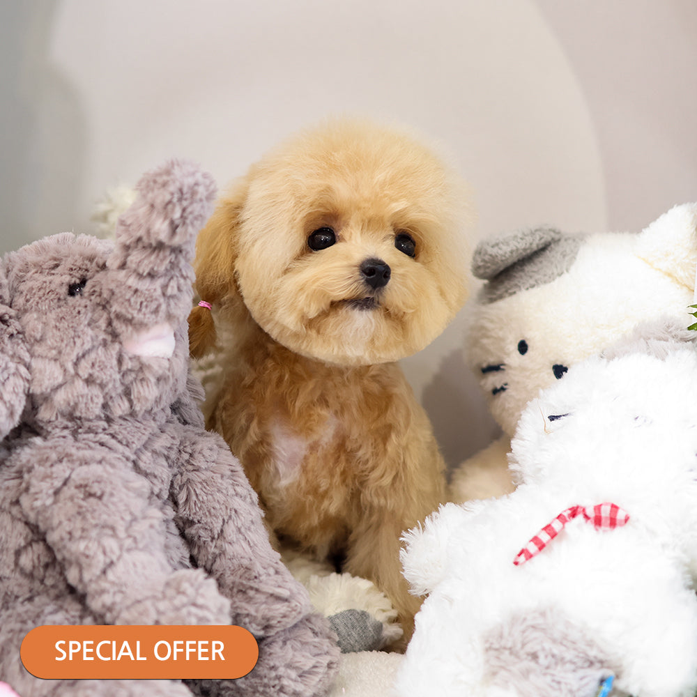 Poodle - Pongki (Female) $3000