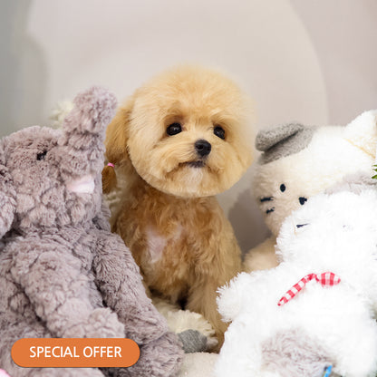 Poodle - Pongki (Female) $3000