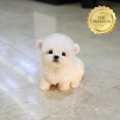 Bichinfrise - Seolhwa (Male) $5200