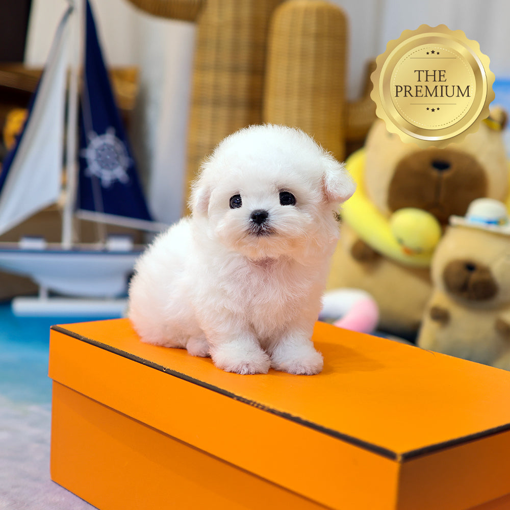 Bichon Frise - Gamja (Female) $5200