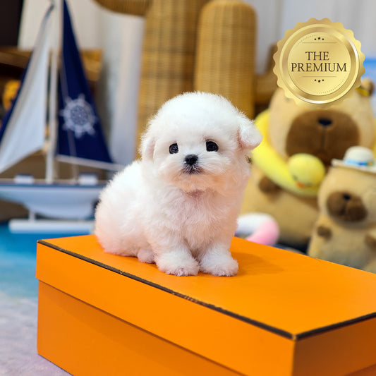 Bichon Frise - Gamja (Female) $5200