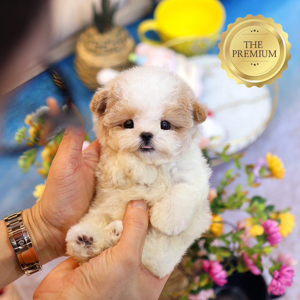 Poodle - Mate (Female)  $6200