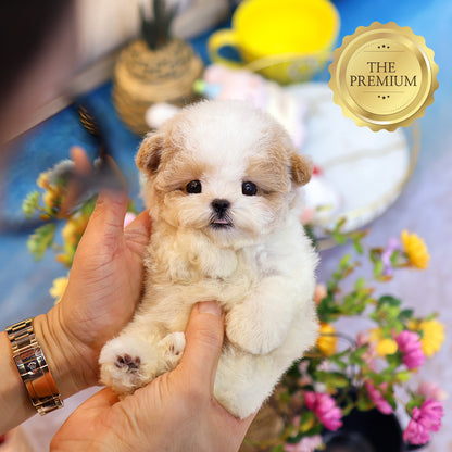 Poodle - Mate (Female)  $6200