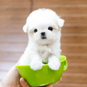 Maltese - Uang (Male)