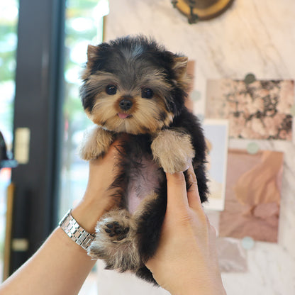 Yorkshire Terrier - Kkingkkang (Male)
