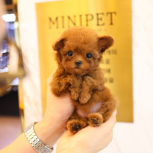 Poodle - Rini (Female)